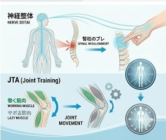 神経整体と関節トレーニング(JTA)による神経伝達の正常化イメージ