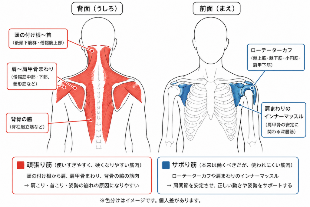 肩こりの原因となる頑張り筋とサボり筋の位置を示した図